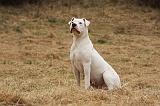 DOGUE ARGENTIN 084